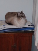 Enlarge photo 10