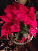 Enlarge photo 25