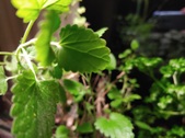 Enlarge photo 29
