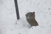 Enlarge photo 31