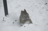 Enlarge photo 32