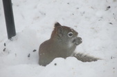 Enlarge photo 33
