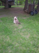 Enlarge photo 7