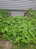 Enlarge photo 9