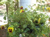 Enlarge photo 11