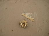 Enlarge photo 41