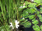 Enlarge photo 11