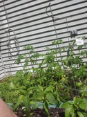 Enlarge photo 17