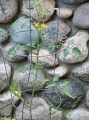 Enlarge photo 27