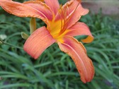 Enlarge photo 24
