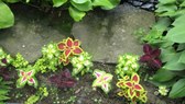 Enlarge photo 20