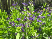 Enlarge photo 29