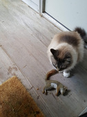 Enlarge photo 21