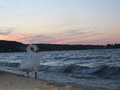 Enlarge photo 19