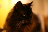 Enlarge photo 17