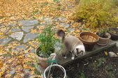 Enlarge photo 3