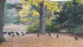 Enlarge photo 26