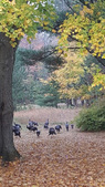 Enlarge photo 29