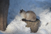 Enlarge photo 2