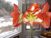 Enlarge photo 27