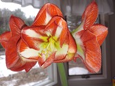 Enlarge photo 28