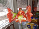 Enlarge photo 29