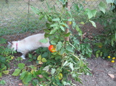 Enlarge photo 14