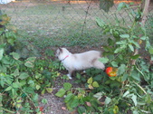 Enlarge photo 15