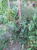 Enlarge photo 19