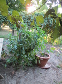 Enlarge photo 20