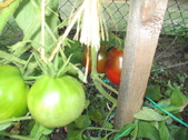 Enlarge photo 23