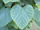 Enlarge photo 25