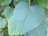 Enlarge photo 26