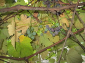 Enlarge photo 29