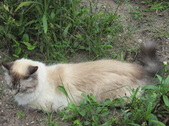 Enlarge photo 13