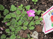 Enlarge photo 24