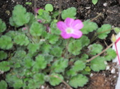 Enlarge photo 27