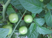 Enlarge photo 21