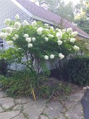 Enlarge photo 6