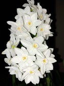 Enlarge photo 30