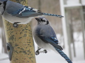 Enlarge photo 29