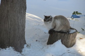 Enlarge photo 10