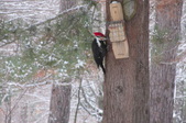 Enlarge photo 33