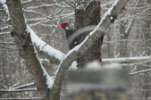 Enlarge photo 36