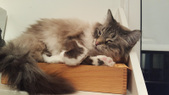 Enlarge photo 14