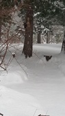 Enlarge photo 25