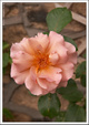 Enlarge photo 59
