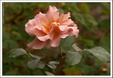 Enlarge photo 60