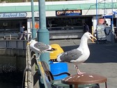 Enlarge photo 81