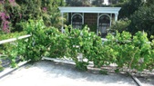 Enlarge photo 81